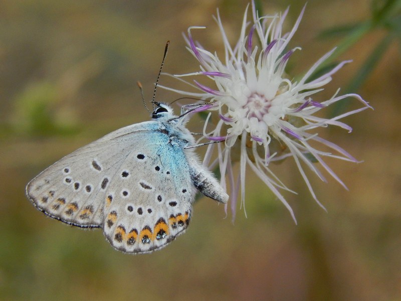 Aiuto ID Plebejus sp.